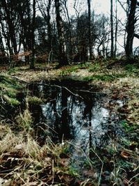 Reflection of trees in forest