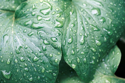 Close-up of water drops on leaf