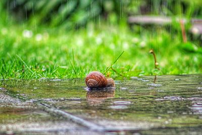 Close-up of snail on grass