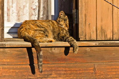 Cat lying in wooden window frame