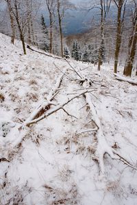 Snow covered trees on field