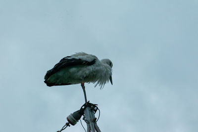 Low angle view of bird perching