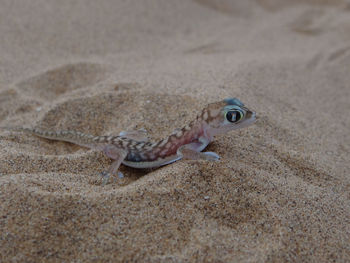 Close-up of a gecko on the namibia dessert 