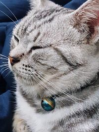 Close-up portrait of cat