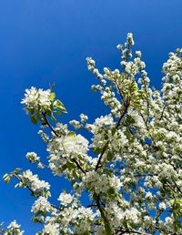 Low angle view of cherry blossoms against blue sky
