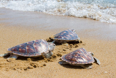 High angle view of turtles on sand at beach