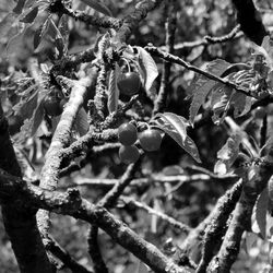 Close-up of frozen fruit tree