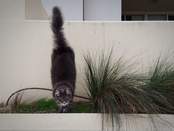 Cat looking away