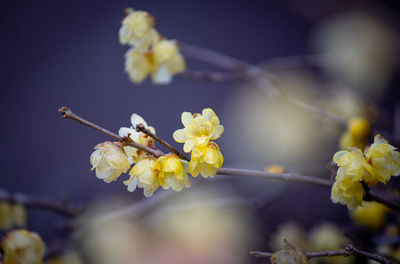 Close-up of yellow ume blossom