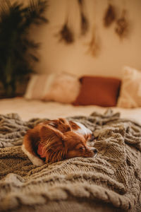 Dog sleeping on bed at home