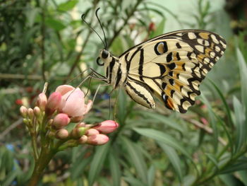 Close-up of butterfly on flower