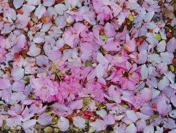 Full frame shot of pink flowering plants