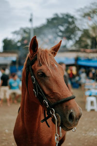 Close-up of a horse in ranch