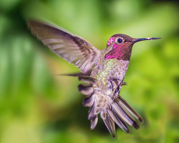 Close-up of bird flying