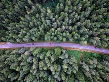 High angle view of pine trees in forest