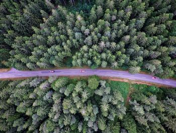 High angle view of pine trees in forest