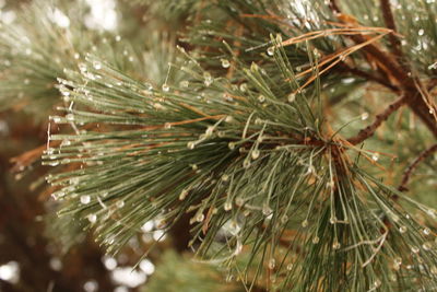 Close-up of pine tree