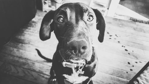 Close-up portrait of dog