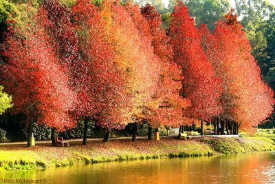 Trees by lake in park during autumn