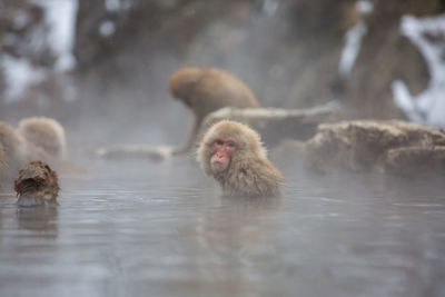 Close-up of monkey in hot spring