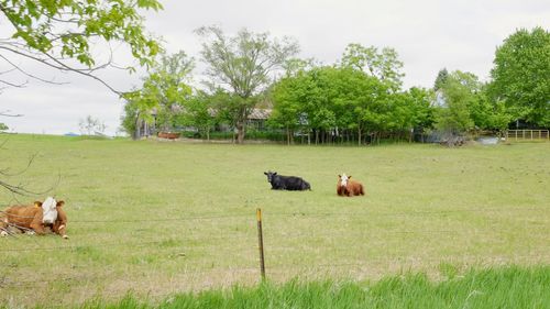 Cows grazing on field against sky