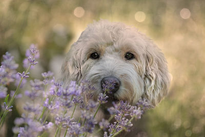 Close-up portrait of a dog