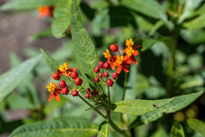 Close-up of orange flowering plant