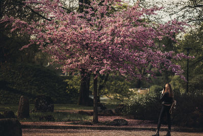 View of cherry blossom trees in park