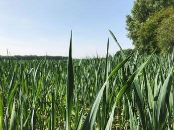 Close-up of crops growing on field against sky