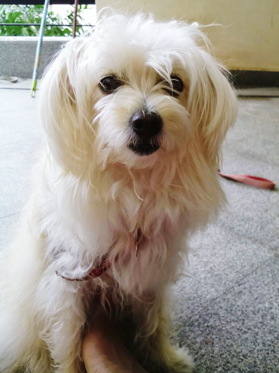 dog, pets, domestic animals, one animal, animal themes, mammal, animal hair, indoors, portrait, looking at camera, close-up, cute, puppy, sitting, loyalty, no people, relaxation, pampered pets, animal head, lap dog