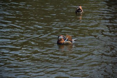 Ducks swimming in lake