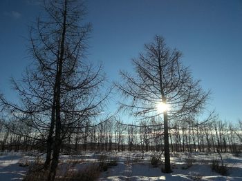 Bare trees on snow covered landscape