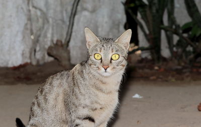 Close-up portrait of tabby cat