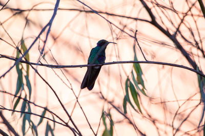 Bird perching on branch