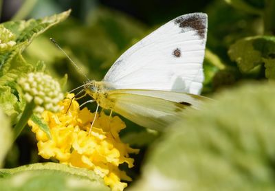 Close-up of butterfly on flower