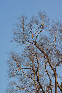 Low angle view of bare tree against clear blue sky