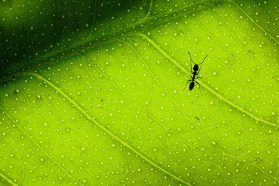 Close-up of insect on wet leaf