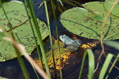 Frog sitting on a sea rose leaf

