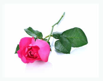 Close-up of rose plant against white background