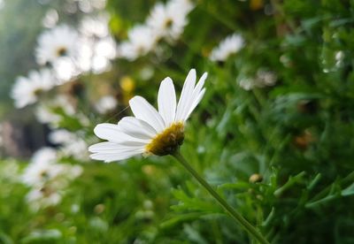 Close-up of insect on white flower