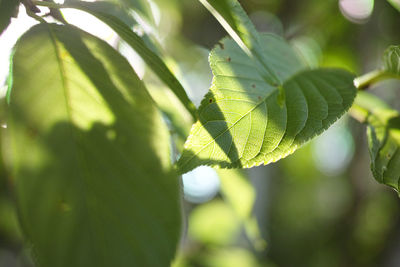 Close-up of green leaves