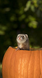 Close-up of ferret in pumpkin