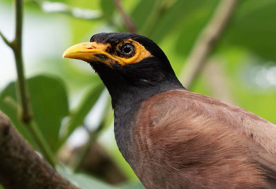 Close-up of a bird looking away