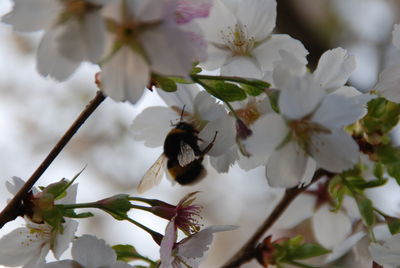 Close-up of white flowers