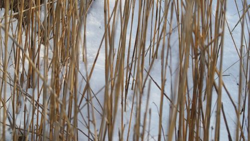 Close-up of bamboo plants