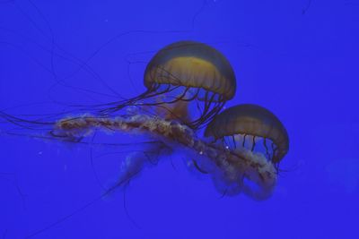 Close-up of jellyfish against blue background