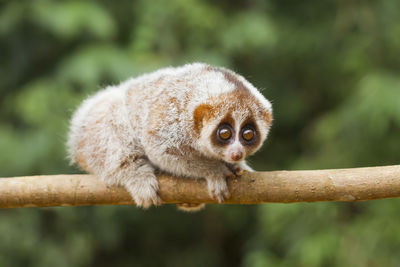 Nycticebus borneoanus aka kukang borneo