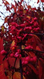 Close-up of red flowering plant