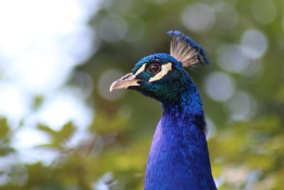 Close-up of a peacock