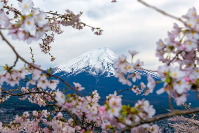 Close-up of cherry blossom tree against sky